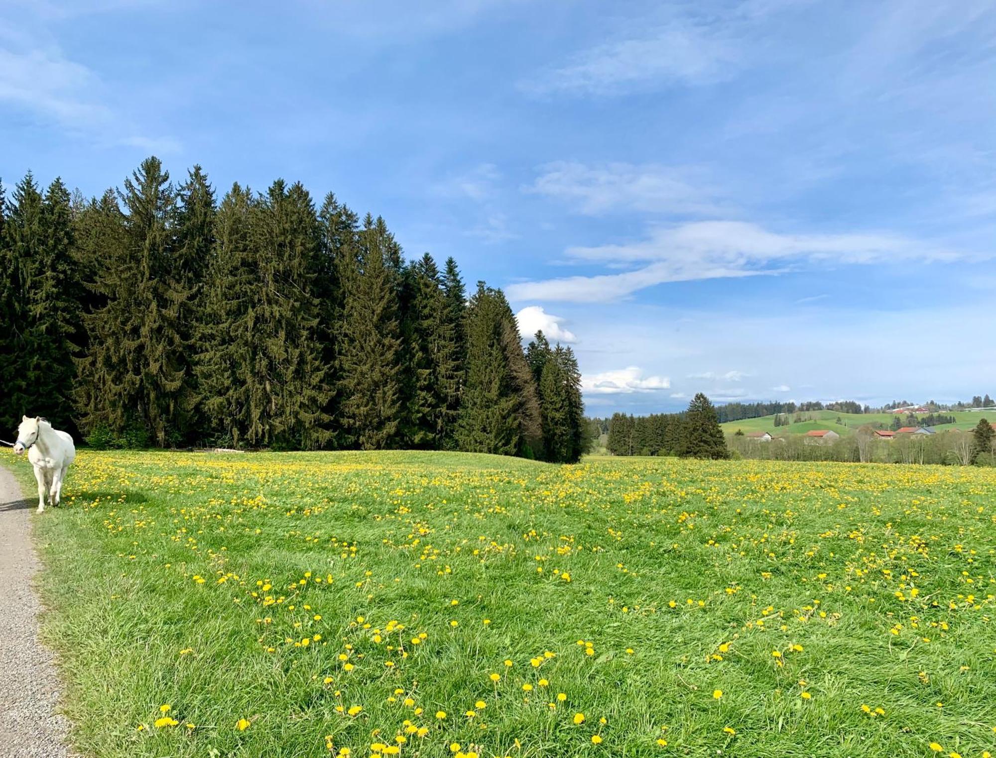 Lindners Hideaways - Bergnest Lodge - Bergblick Fewo 6 Pers Balkon Garten Hund Ski Unterkunft Luftkurort Oberreute Naehe Buchenegger Wasserfaelle Eistobel Bodensee Zewnętrze zdjęcie